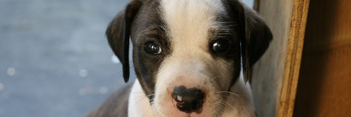 Zo ziek als een hond? - Bureau Beke